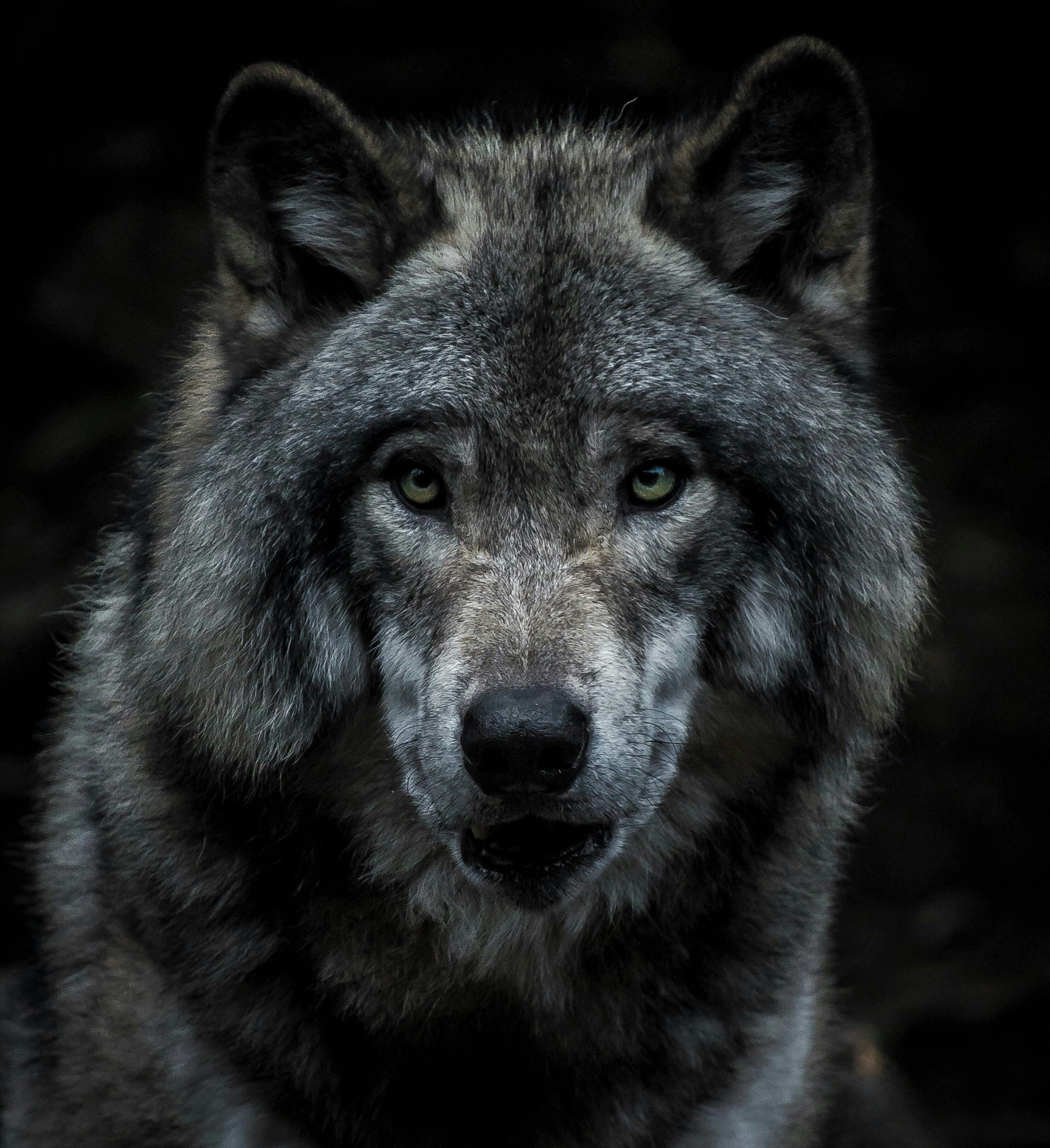 How to Recognize False Prophets: Following the Right Voice