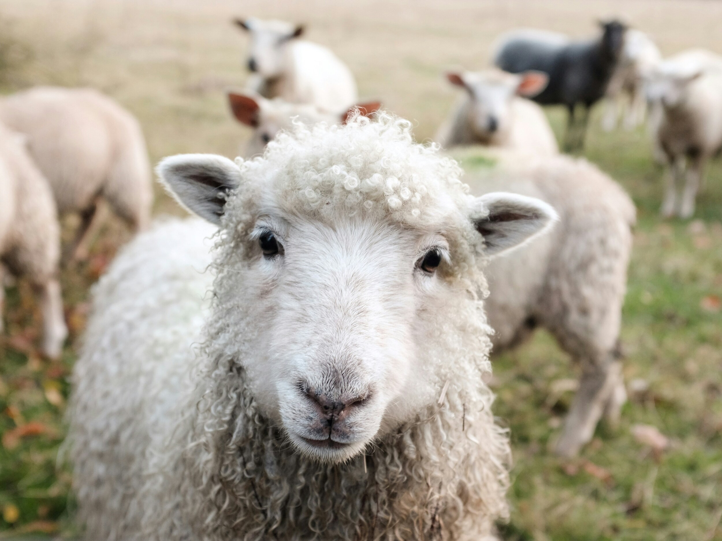 The Good Shepherd Who Pursues the Lost: God's Heart in Luke 15