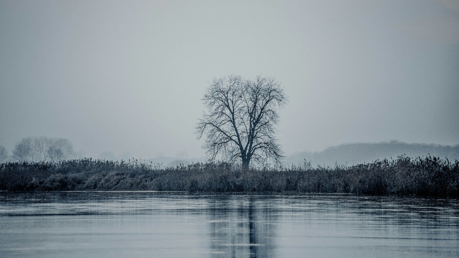 A bare tree standing alone in mist beside still water